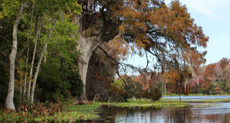 Egret catching a fish. Photo by Doug Alderson.