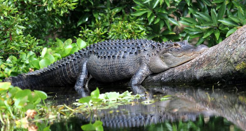 Alligator on Wacissa River. Photo by Doug Alderson.