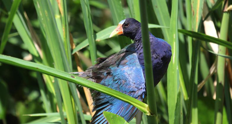Grallinule in wild rice. Photo by Doug Alderson.