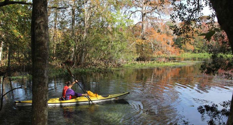 Cypress swamp along the Wacissa Paddling Trail, FL; photo by Doug Alderson.