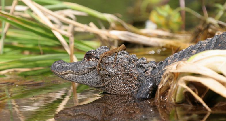Young alligator along the Wacissa River. Photo by Doug Alderson.