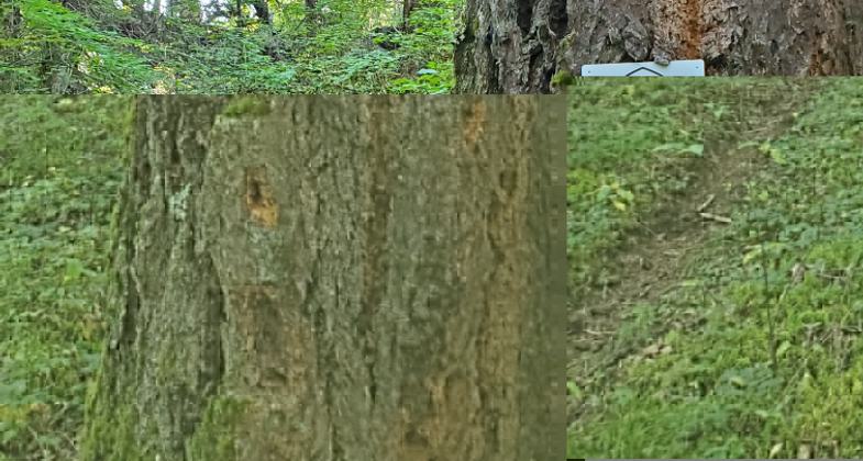 Winner 2022 NRT Photo Contest, Trail as Photographic Inspiration. Photo by Eric DeBord.