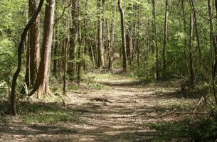 Chipola River Greenway - Butler Trail