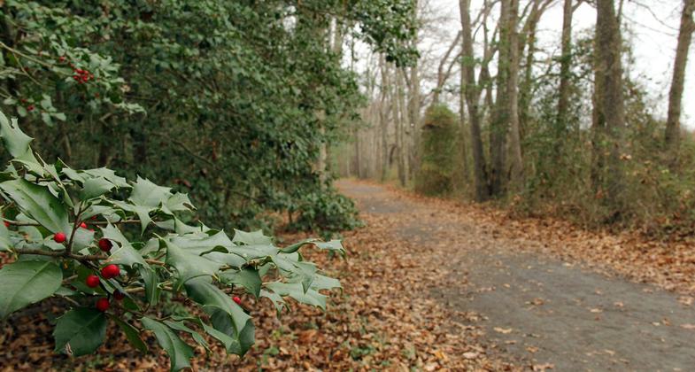 Autumn time on the Junction and Breakwater Trail means vibrant red berries from American Holly trees. Photo by Avery Dunn.