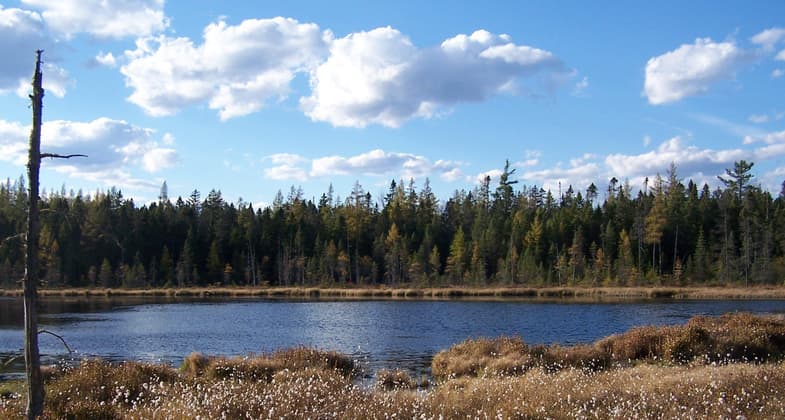 Picture of Cotton Grass at Mud Pond.