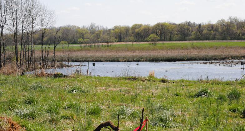 Duck Habitat in memory of Biggie Hunt