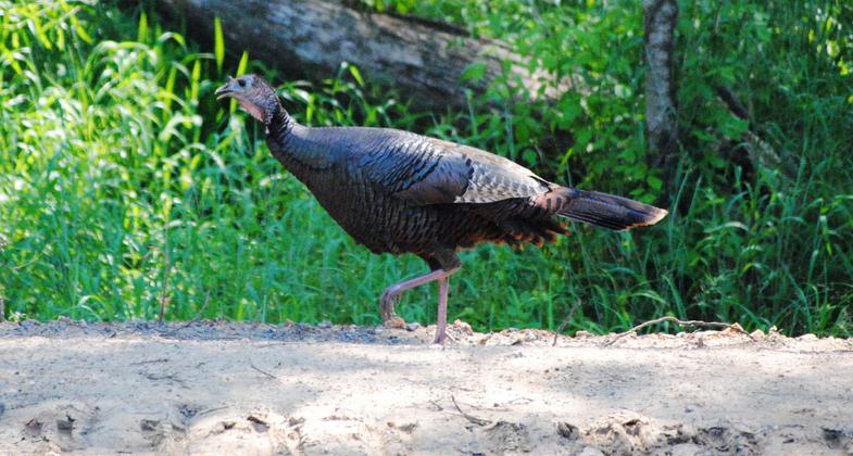 Wild Turkey on South Boston Trail, by Robyn Fowler