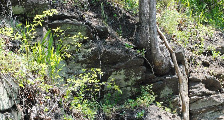 Beaver Lodge in the duck pond along the Tobacco heritage trail at South Boston and the Dan River