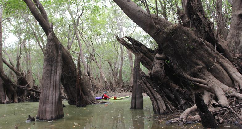 Huge Cypress knees. Photo by Doug Alderson.