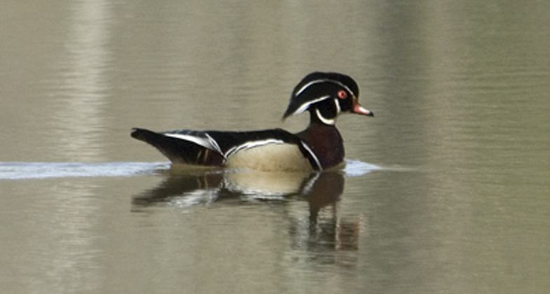 Crossing the Turkey Pond Dam. Photo by Lindley Butler