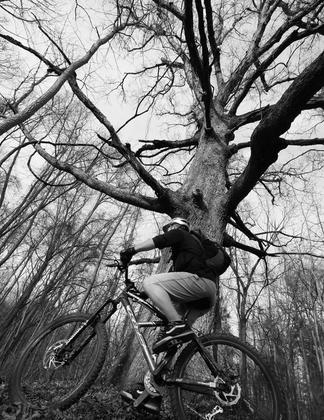 Big Oak Bike Rider