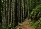 A lush forest surrounds the Mount Si Trail. Photo by Noah Pylvainen