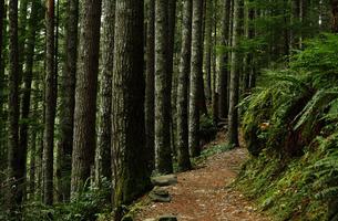 Mount Si Trail