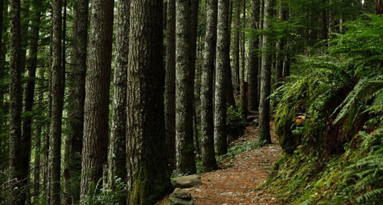 A lush forest surrounds the Mount Si Trail. Photo by Noah Pylvainen