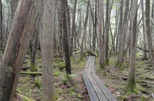 Johnson Brook Trail