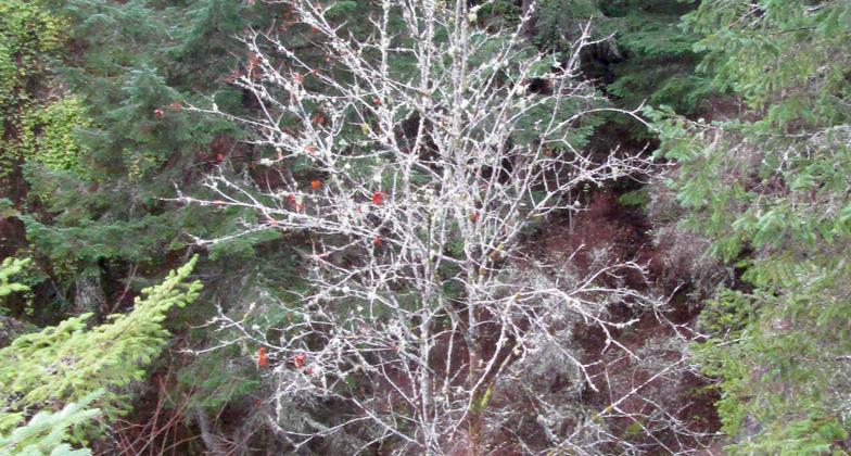 Quarry rock face above trail