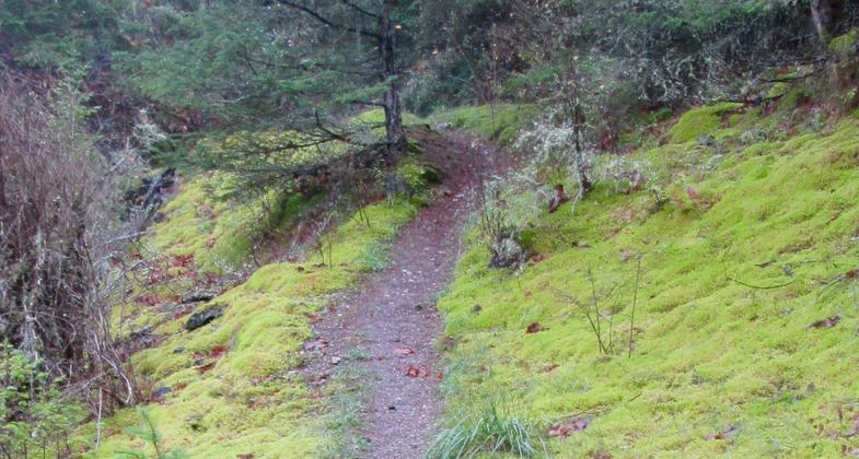 Woods trail on old logging road.