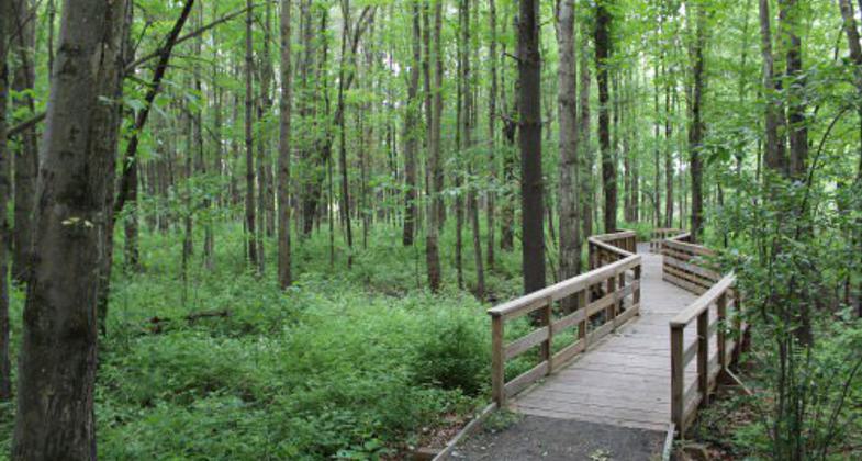 Forested section of the trail. Photo by USFWS/Susan Wojtowicz