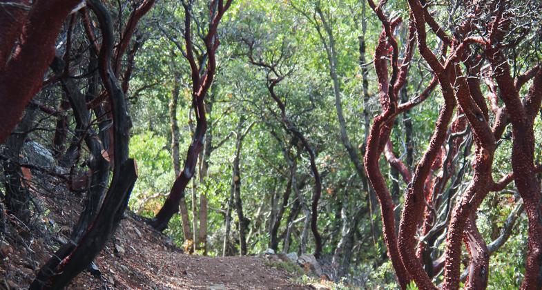 Shade Structure on Trail