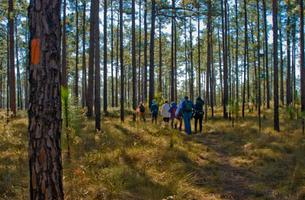 Ocala Trail