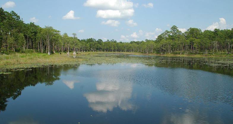 Trout Pond. Photo by USFS.