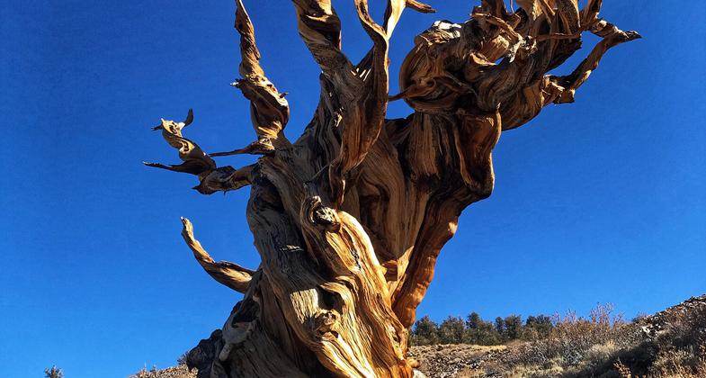 Ancient Bristlecone Pine. Photo by USFS.