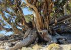 Ancient Bristlecone Pine. Photo by USFS.