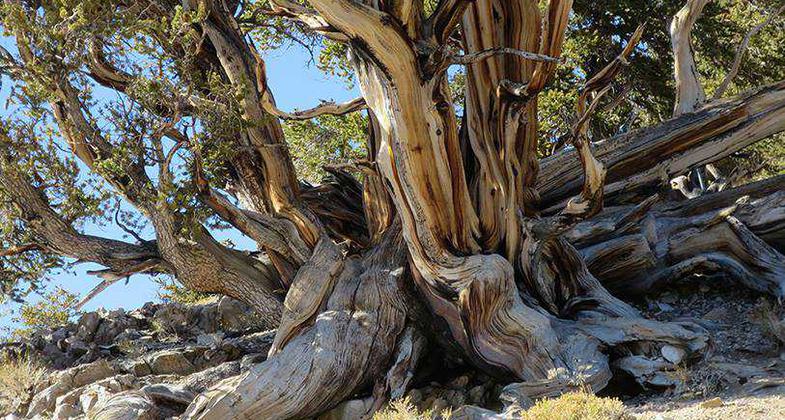 Ancient Bristlecone Pine. Photo by USFS.