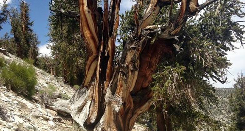 Ancient Bristlecone Pine Forest Visitor Center in the winter. Photo by USFS.