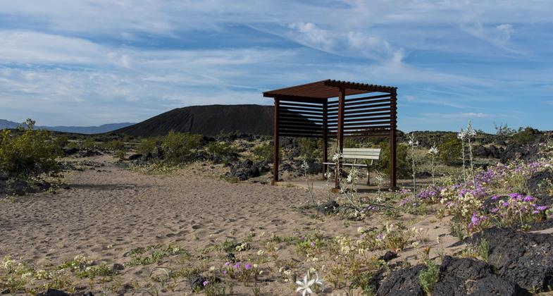Ajo Lilies bloomign around the rest stop along the trail. Photo by Kyle Sullivan, BLM.
