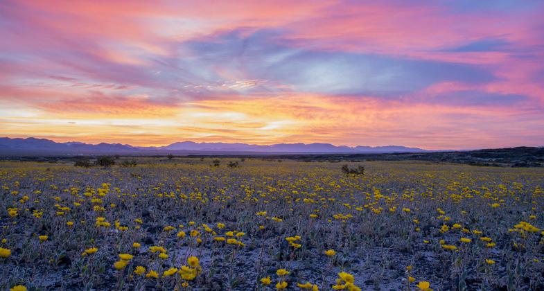 Sunrise at Amboy - beat the heat. Photo by Kyle Sullivan, BLM.