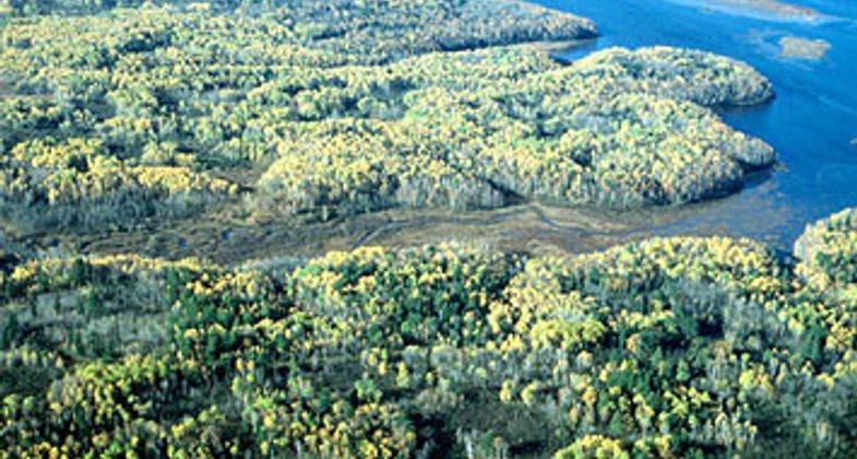 Superior National Forest