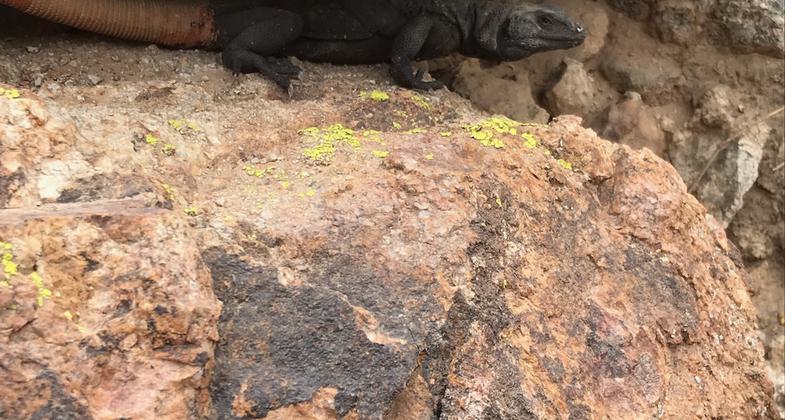 Petroglyphs in South Mountain Park, Phoenix, Arizona. Photo by Brandon Wiggins/wiki.