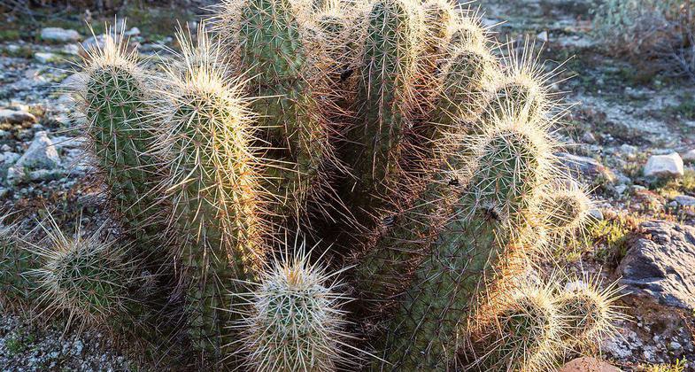 South Mountain Park in Phoenix, Arizona. Photo by Monique Dinkel/wiki.