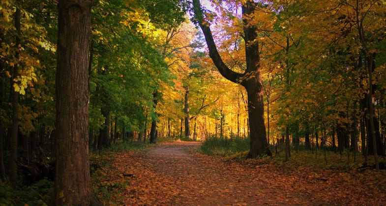 Des Plaines River Trail - Riverwoods IL. Photo by Jonathan Hartsaw