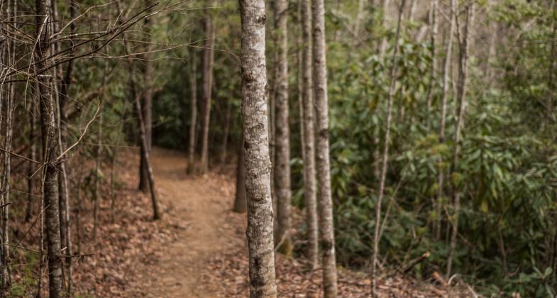 Hike or bike on the Piney Knob Trail System. Photo by Piney Knob Trail System.