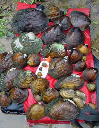Freshwater mussel in the Green River