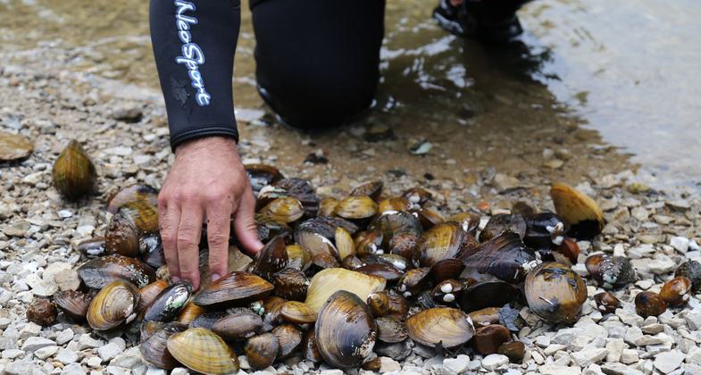 Mussel collection