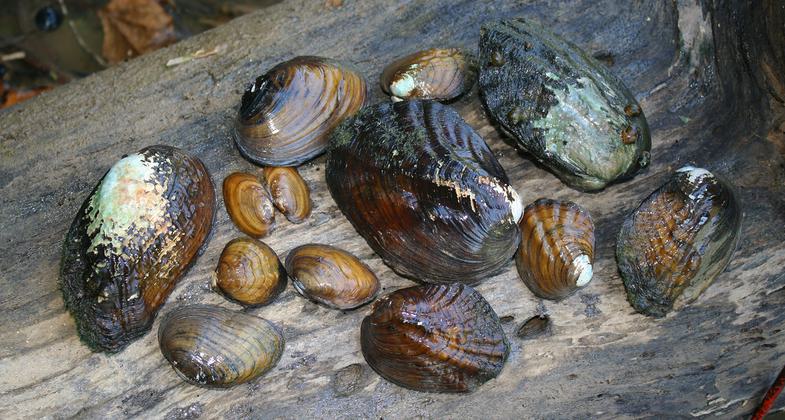 Mussel survey