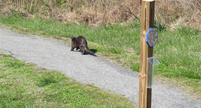 People aren't the only ones that use the trail. Photo by U.S. Fish and Wildlife Service.