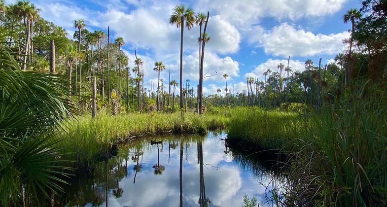 The trail passes through a variety of Florida habitats. Photo by Olivia Morrison.
