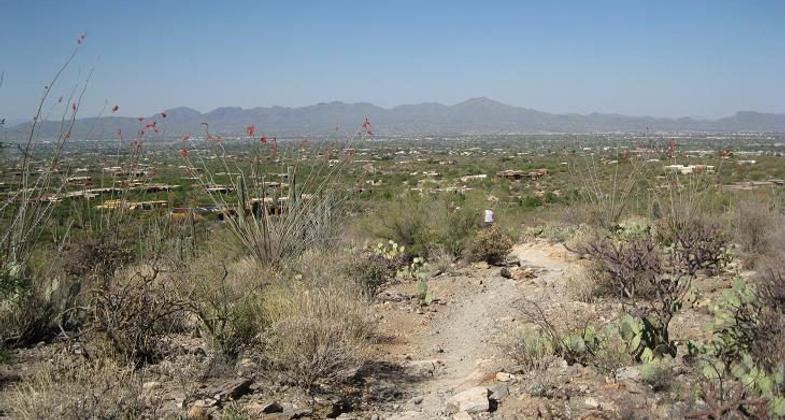 Tucson from the Pima Canyon Trail near the trailhead. Photo by Djmascheck.