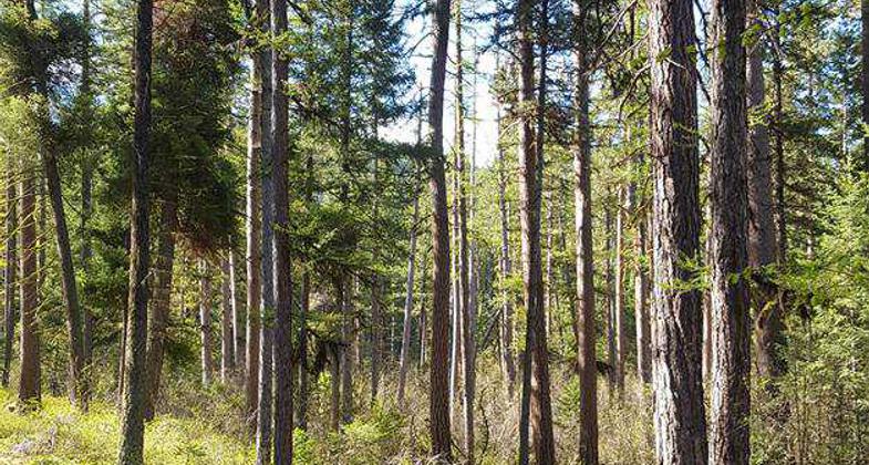 Sam Braxton Trail. Photo by Kim Taylor.