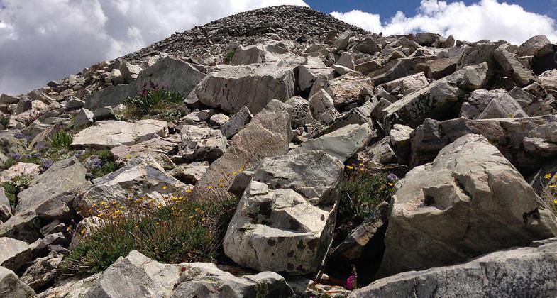 Alpine wildflowers near the summit of Wheeler Peak. Photo by Famartin.