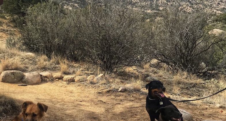 Baylor Pass looking east. Photo by Pam Riches.