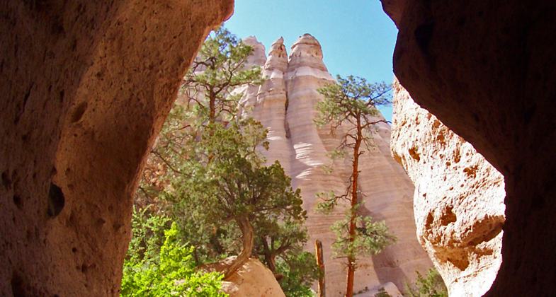 Golden Pea (Thermopsis pinetorum) grows alongside the upper Tent Rocks Trail. Photo by Stephen Ausherman.