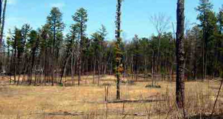 Pine barrens landscape.