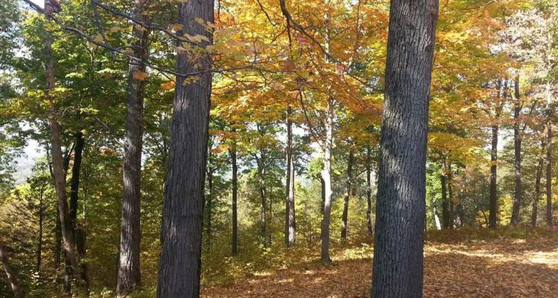 Woods in fall. Photo by NPS.