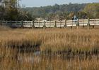 Tideland Trail at Cedar Point Recreation Area in the Croatan National Forest, North Carolina. Photo by USFS.