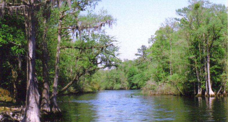 Lumber River State Park. Photo by Dincher wiki.